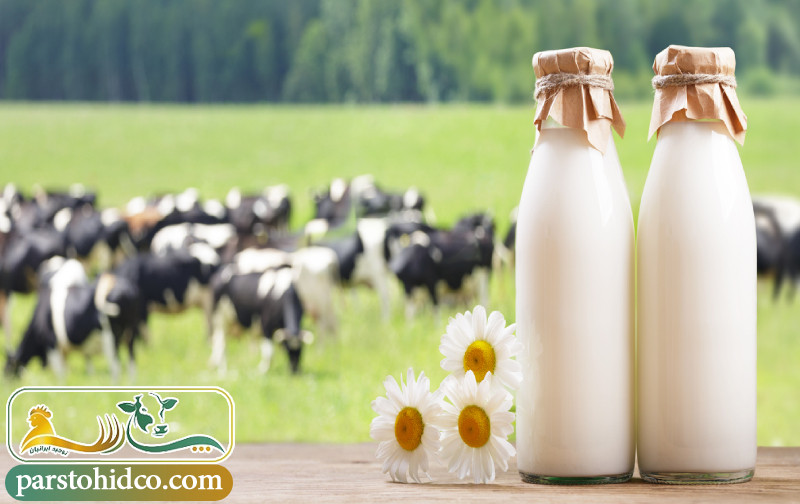 افزایش تولید شیر گاو 